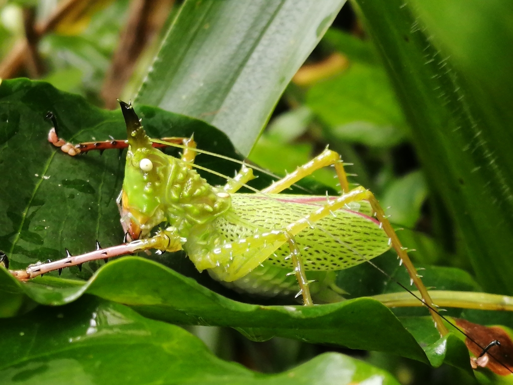 Panacanthus pallicornis