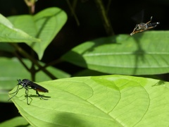 Archilestris excellens