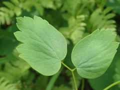 Thalictrum aquilegiifolium