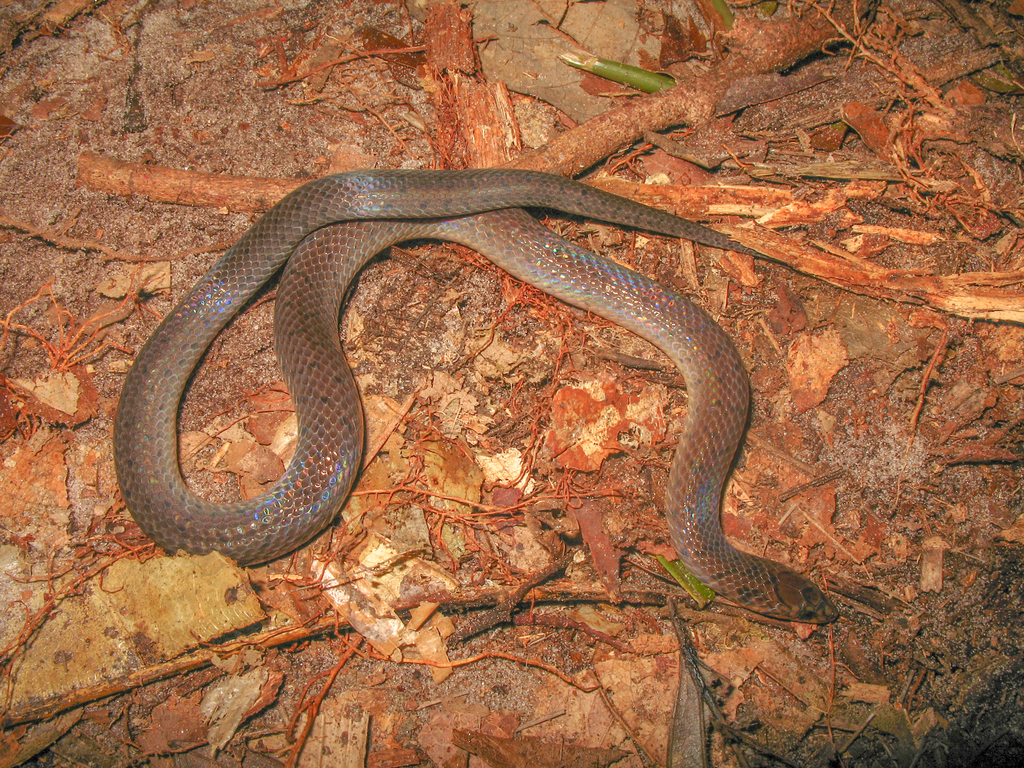 Neckband Ground Snake