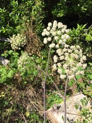Angelica tomentosa