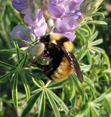 Bombus fervidus