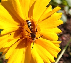 Dielis plumipes confluenta