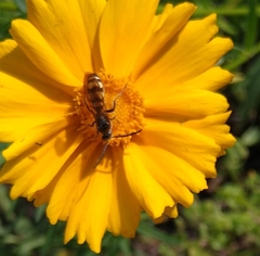 Dielis plumipes confluenta