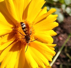 Dielis plumipes confluenta