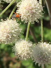 Angelica tomentosa