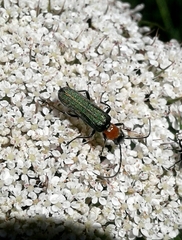 Anogcodes seladonius