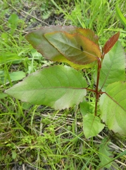 Populus heterophylla
