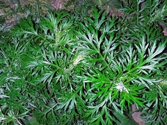 Artemisia sieversiana