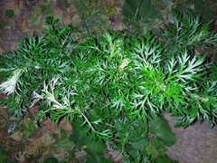 Artemisia sieversiana