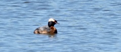 Podiceps auritus