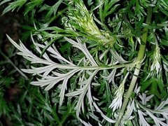 Artemisia sieversiana