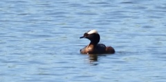 Podiceps auritus