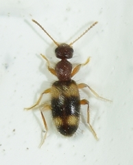 Hirticomus quadriguttatus