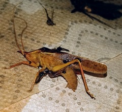 Pyrgocorypha rogersi