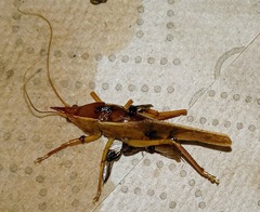 Pyrgocorypha rogersi