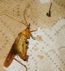 Pyrgocorypha rogersi