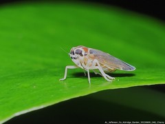 Synecdoche impunctata