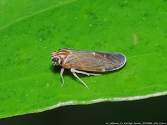Synecdoche impunctata