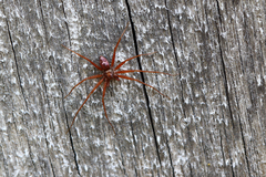 Philodromus collinus