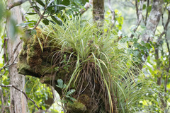 Astelia argyrocoma