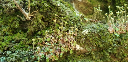 Image of Asterella tenella by (c) Micki Colbeck, some rights reserved (CC BY)