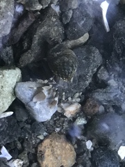 Pagurus hirsutiusculus