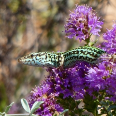 Podarcis pityusensis formenterae
