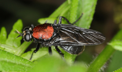 Clitellaria ephippium