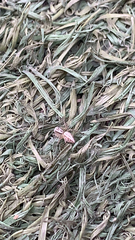 Araneae