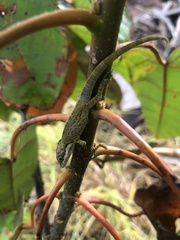 Anolis heterodermus