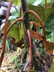 Anolis heterodermus