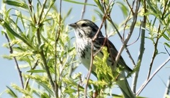 Passerculus sandwichensis