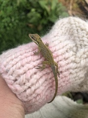 Anolis heterodermus
