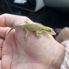 Anolis heterodermus