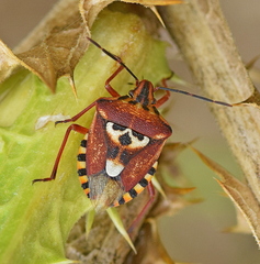 Codophila varia