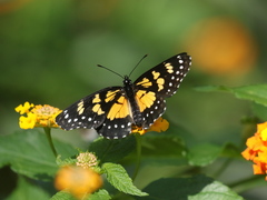 Chlosyne narva