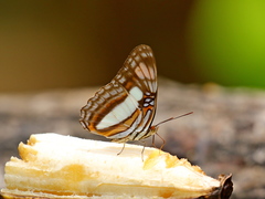 Adelpha radiata