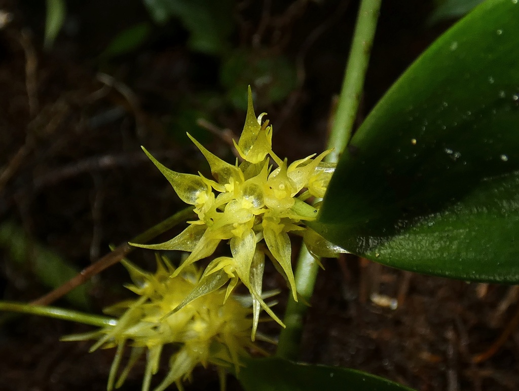Pleurothallis chloroleuca