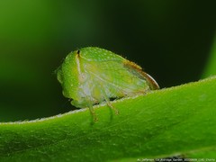 Stictocephala militaris