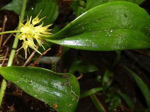 Pleurothallis chloroleuca, photograph 1
