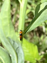 Languria trifasciata