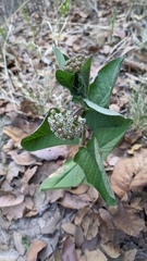 Asclepias pringlei