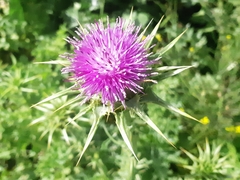 Silybum marianum