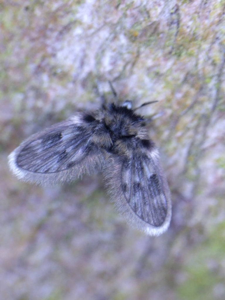 Pneumia nubila