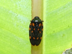Mahanarva costaricensis