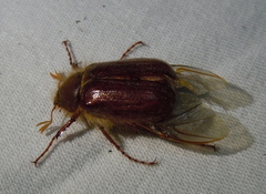 Holochelus