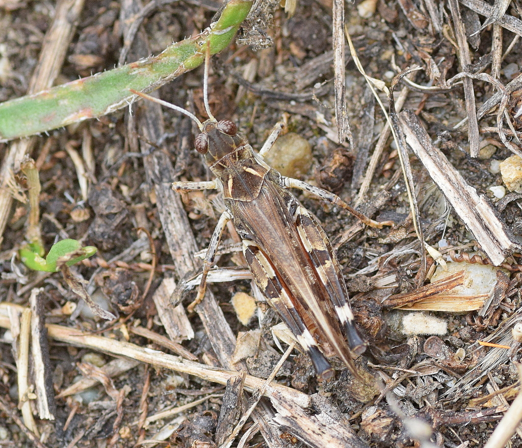 Moroccan Locust