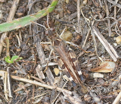 Dociostaurus maroccanus