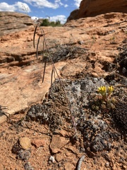 Boechera pendulocarpa